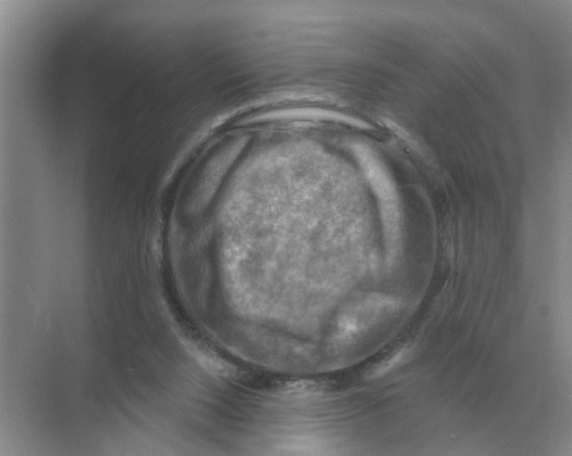 X0000074340064200609230129