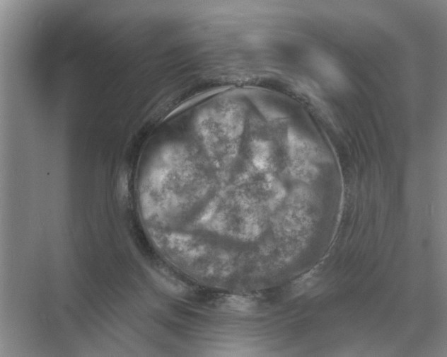 X0000074340166200609230127