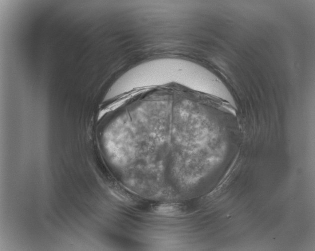 X0000074340171200609230127