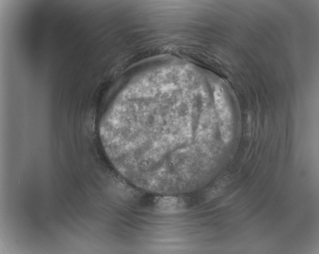 X0000074340230200609230126