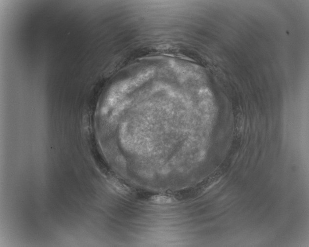 X0000074340272200609230126