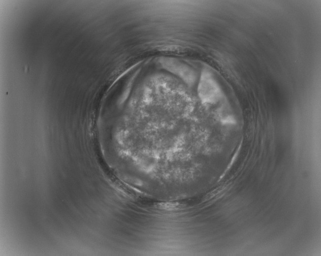 X0000074340273200609230126