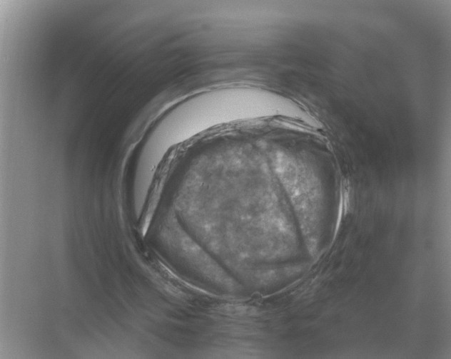 X0000074340339200609230124