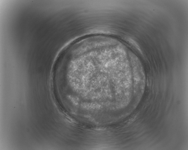 X0000074340388200609230123