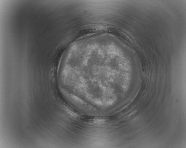 X0000074340462200609230122