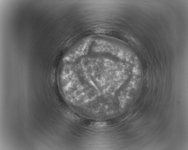 X0000074340554200609230121