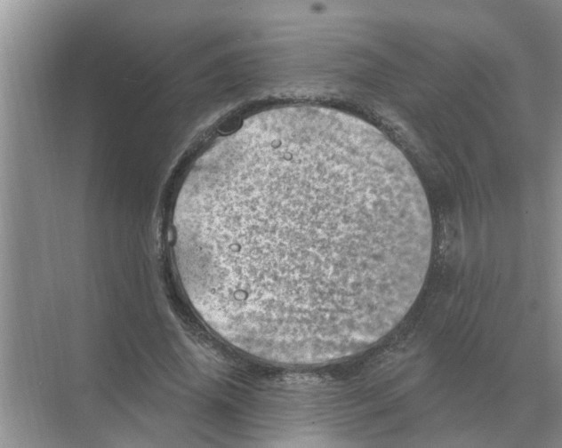 X0000074340636200609230119