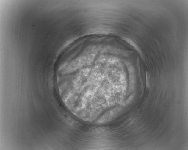 X0000074340675200609230119