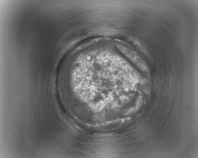 X0000074340679200609230119