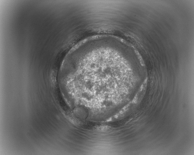 X0000074340695200609230118