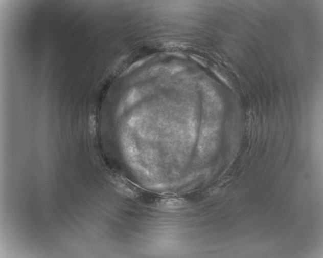 X0000074340716200609230118