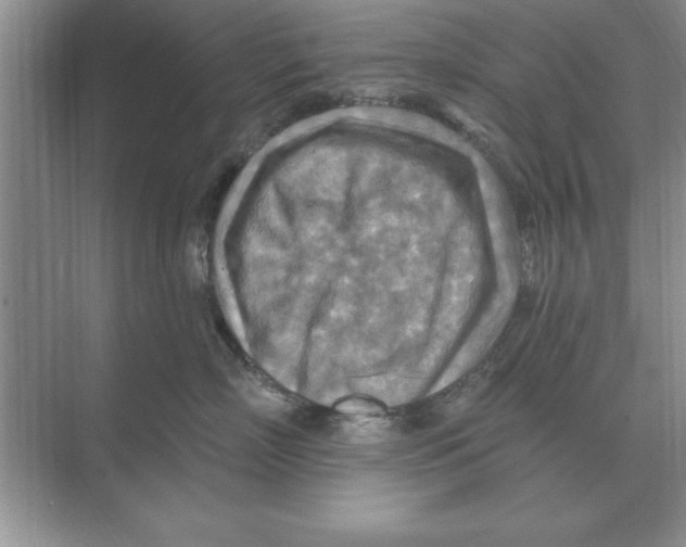 X0000074340718200609230118