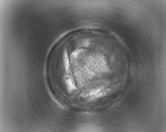 X0000074340726200609230117