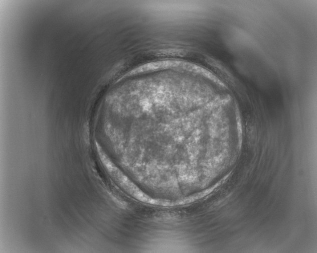 X0000074340729200609230117