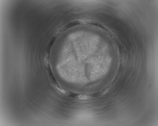 X0000074340766200609230118