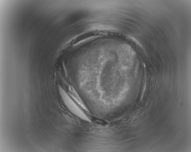 X0000074340775200609230117