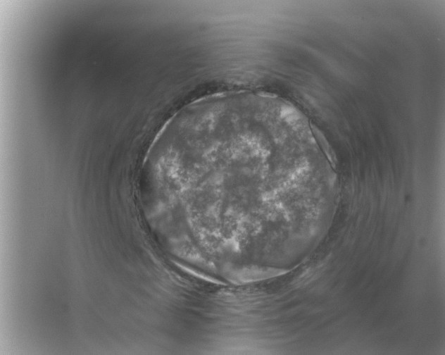 X0000074340817200609230115