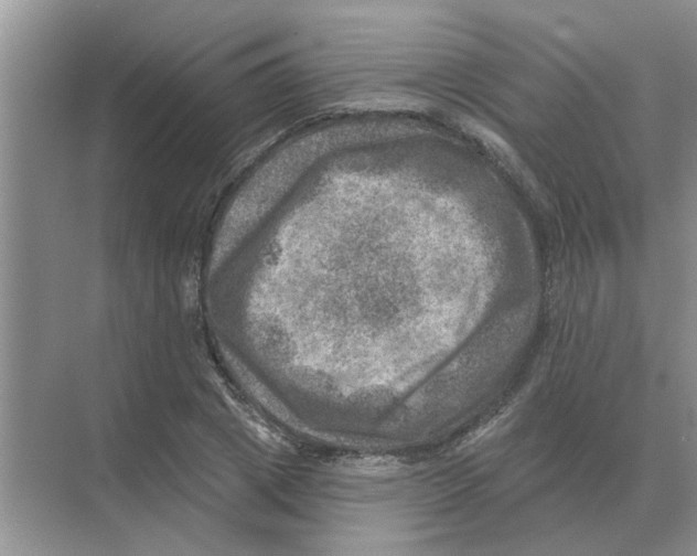 X0000074340833200609230116