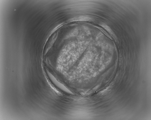 X0000074340850200609230116