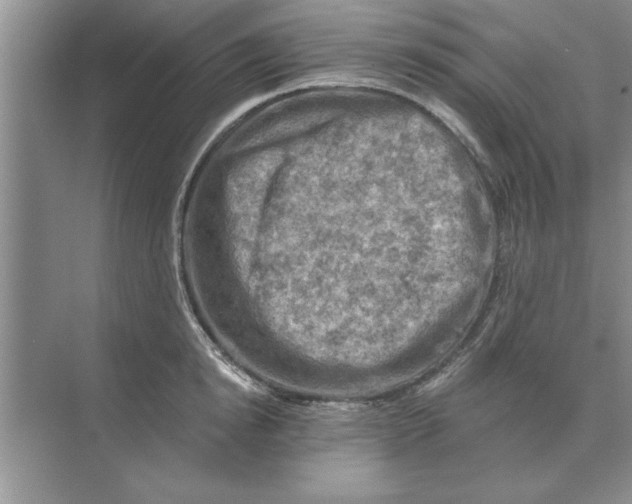 X0000074340854200609230116