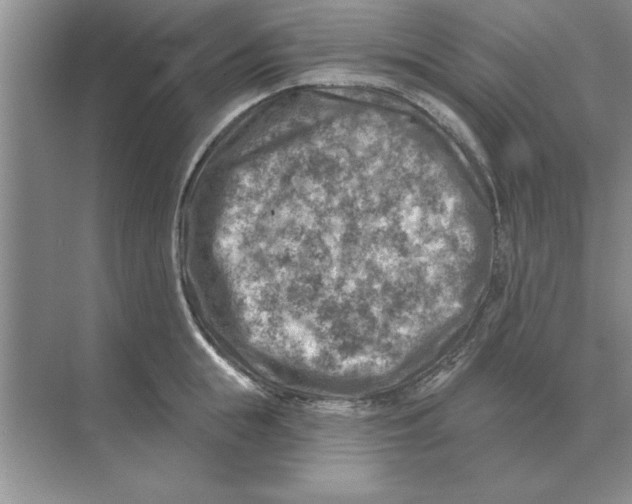 X0000074340855200609230116