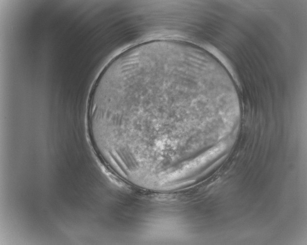 X0000074340861200609230116