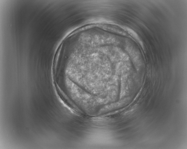 X0000074340863200609230116