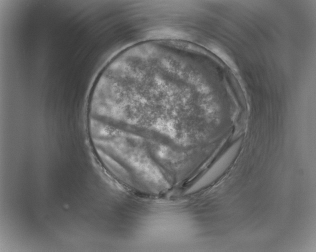 X0000074341008200609230113