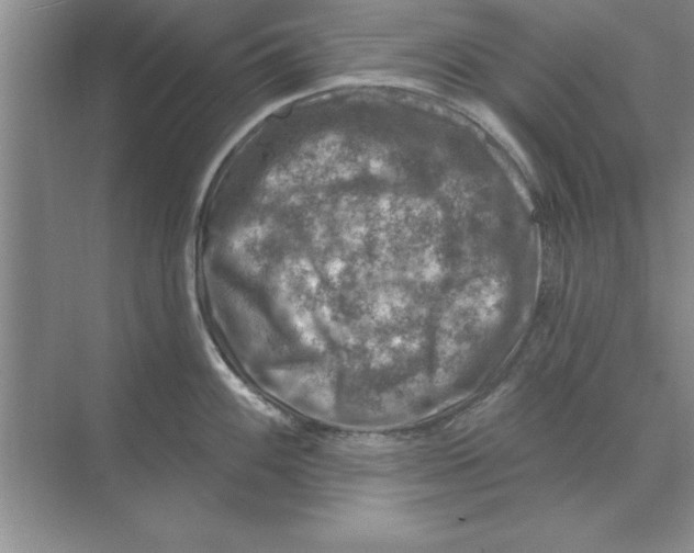 X0000074341100200609230112