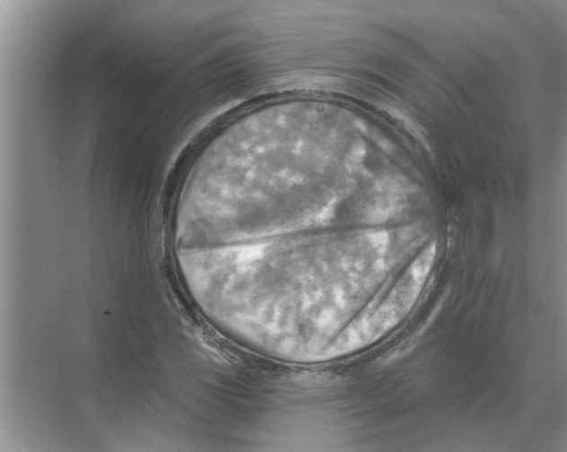 X0000074341117200609230111