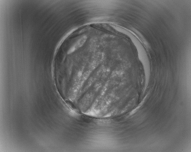 X0000074341196200609230110