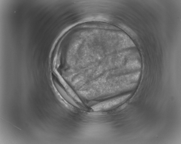 X0000074341200200609230110