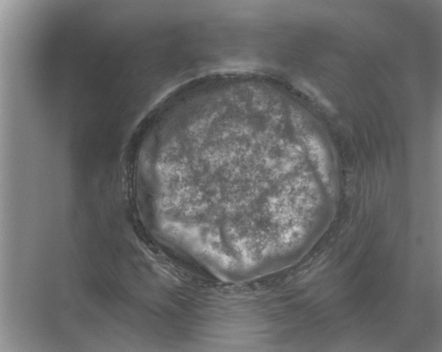 X0000074341208200609230109