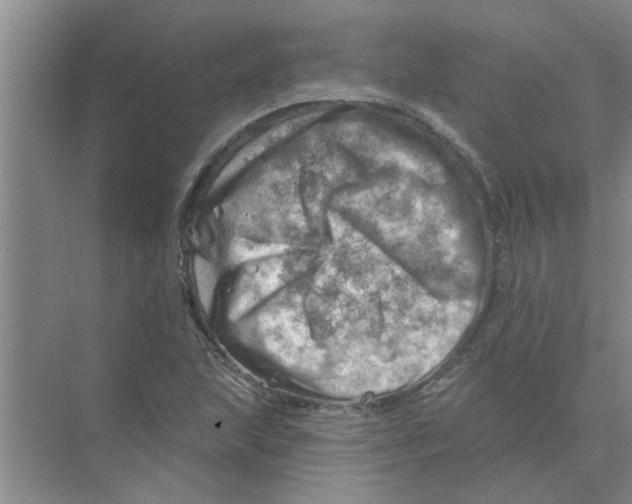 X0000074341215200609230109