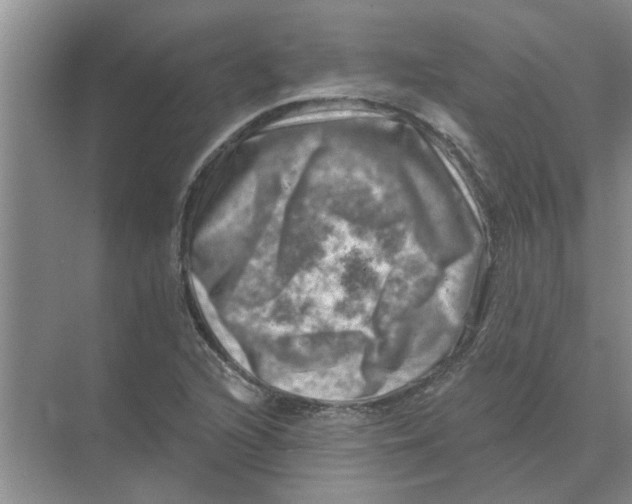 X0000074341216200609230109