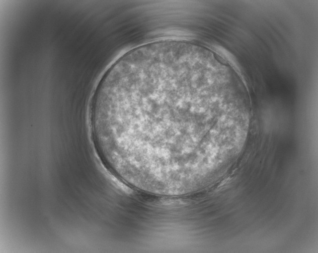 X0000074341243200609230110