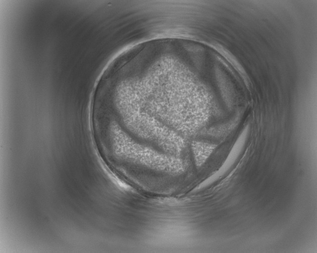 X0000074341246200609230110