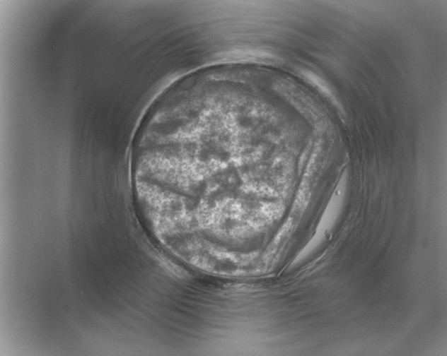 X0000074341275200609230109