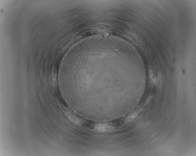 X0000074930177200609011100