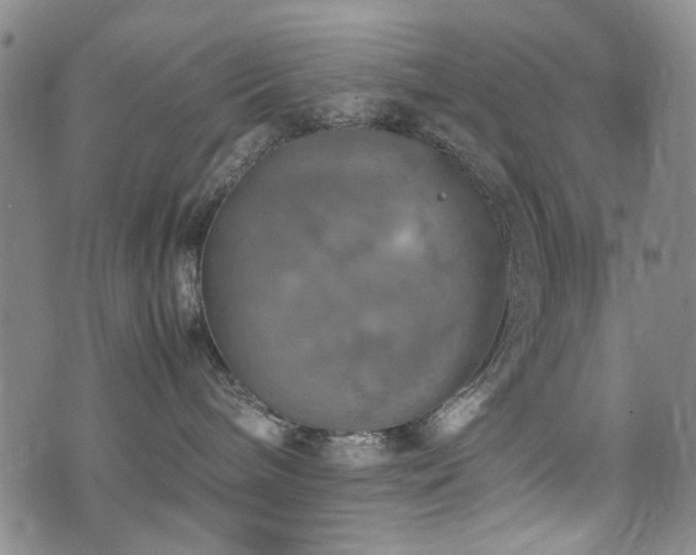 X0000074930240200609011058