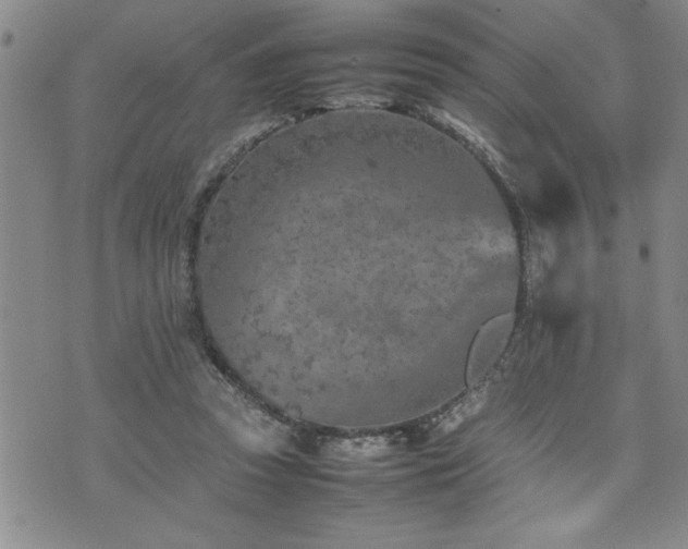 X0000074930353200609011056