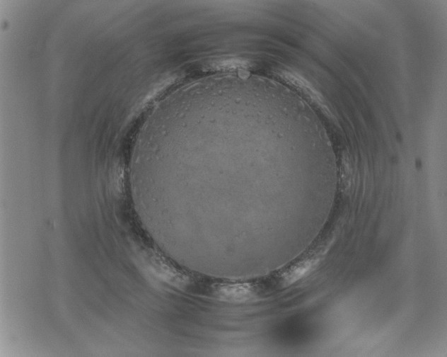 X0000074930355200609011056