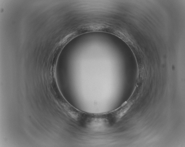 X0000074930360200609011056