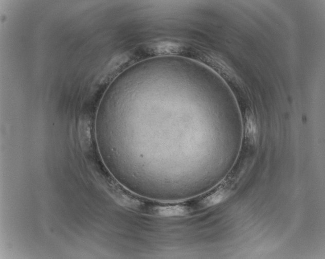 X0000074930363200609011056