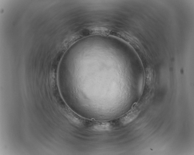 X0000074930369200609011056