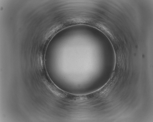 X0000074930398200609011056