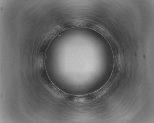 X0000074930602200609011052