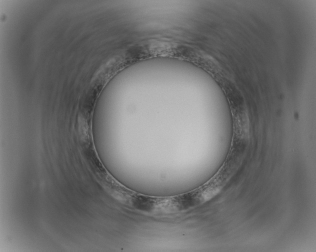 X0000074930705200609011051