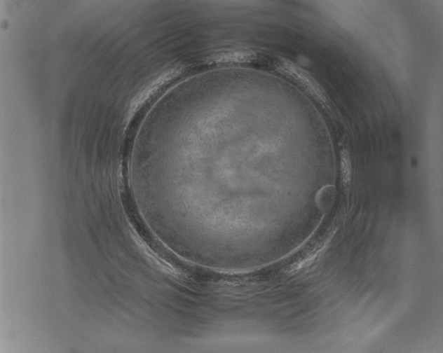 X0000074930725200609011050