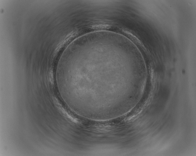 X0000074930729200609011050